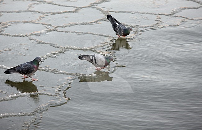 Stadsduiven op het ijs, Feral Pigeons on ice stock-image by Agami/Markus Varesvuo,