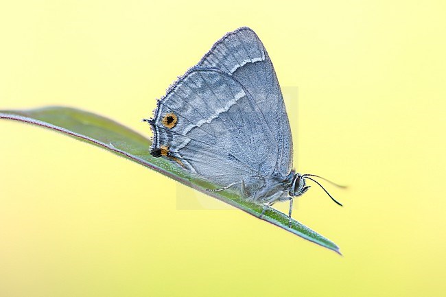 Female Purple Hairstreak stock-image by Agami/Wil Leurs,