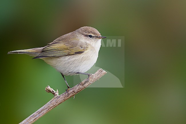 Common Chiffchaff - Zilpzalp - Phylloscopus collybita ssp. collybita, Germany, bird calling like collybita stock-image by Agami/Ralph Martin,