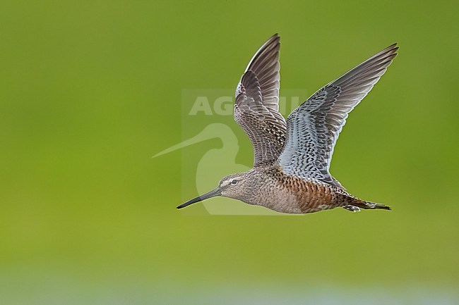 Adult breeding
Galveston Co., TX
April 2023 stock-image by Agami/Brian E Small,