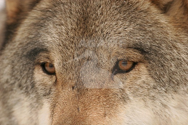 Europese Wolf close-up; European Wolf close up stock-image by Agami/Menno van Duijn,