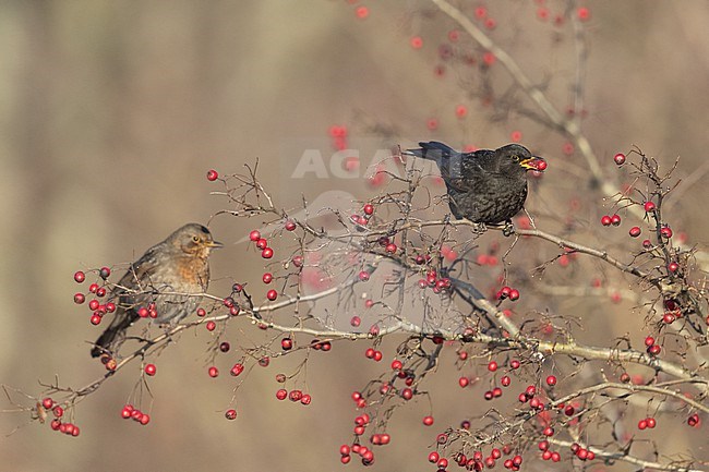 First-winter male Common Blackbird (Turdus merula) eating berries at Rudersdal, Denmark stock-image by Agami/Helge Sorensen,