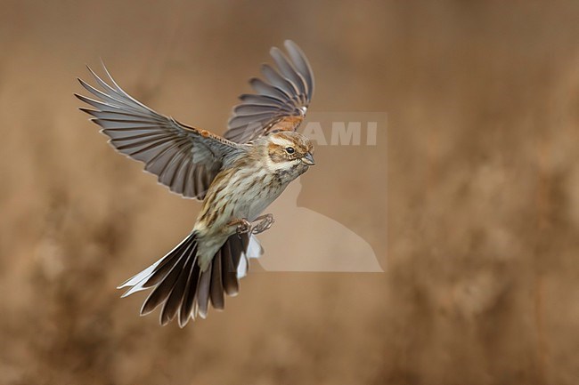 Common Reed Bunting (Emberiza schoeniclus) in Italy. stock-image by Agami/Daniele Occhiato,