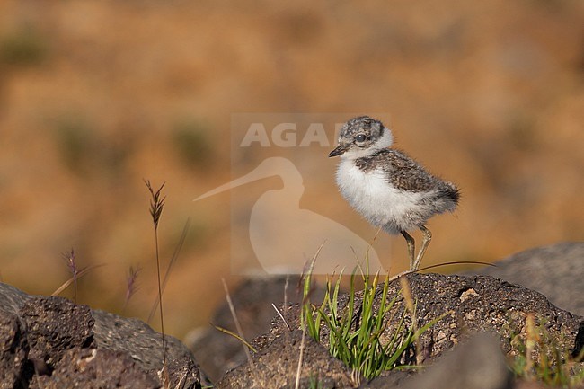 Common Ringed Plover, Bontbekplevier, Charadrius hiaticula, Iceland, 1st cy stock-image by Agami/Ralph Martin,