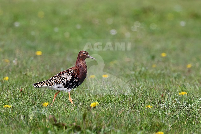 A male Ruff is seen standing in lush green grassy field on the island of Texel. stock-image by Agami/Jacob Garvelink,