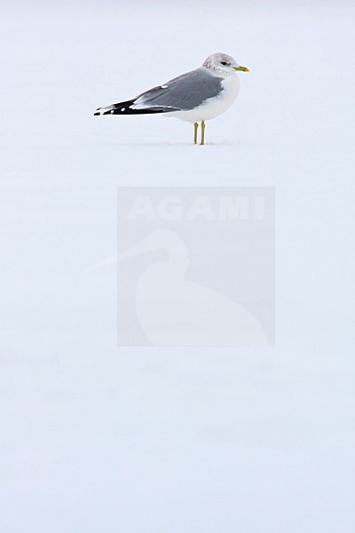 Stormmeeuw staand in de sneeuw Nederlands, Mew Gull standing in snow Netherlands stock-image by Agami/Wil Leurs,