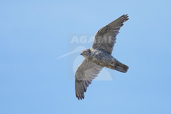 Adult Gyrfalcon (Falco rusticolus) at Seward Peninsula, Alaska, USA during arctic summer (June). stock-image by Agami/Brian E Small,