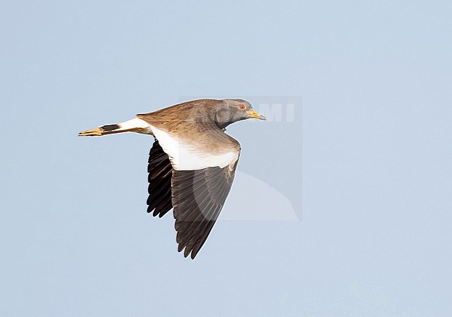 Wintering adult Grey-headed Lapwing (Vanellus cinereus) in flight in Japan. stock-image by Agami/Yann Muzika,