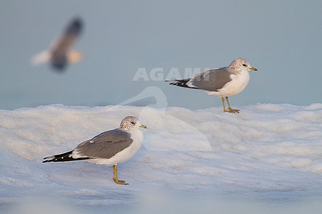 Common Gull - Sturmmöwe - Larus canus ssp. canus, Switzerland, adult stock-image by Agami/Ralph Martin,