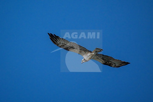 Visarend, Osprey, Pandion haliaetus stock-image by Agami/Hans Germeraad,