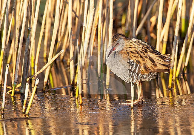 Water Rail (Rallus aquaticus) during winter in urban area Katwijk, Netherlands. Standing on ice. stock-image by Agami/Marc Guyt,