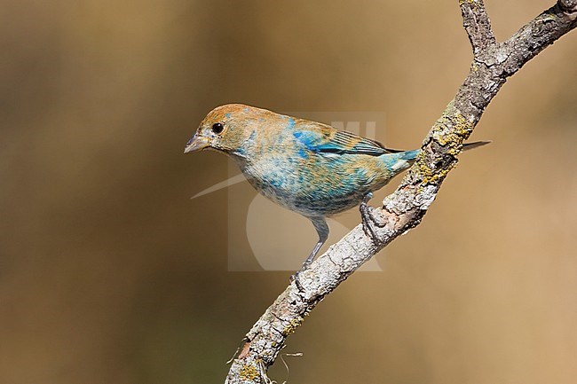 Wintering Indigo Bunting (Passerina cyanea) perched on a branch. stock-image by Agami/Glenn Bartley,