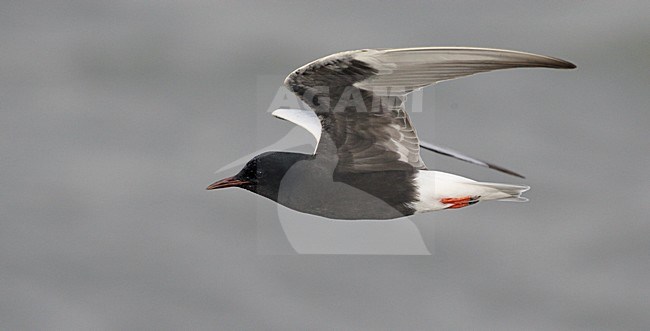 Volwassen Witvleugelstern in vlucht, Adult White-winged Tern in flight stock-image by Agami/Markus Varesvuo,