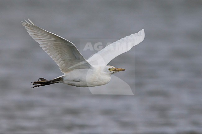 Volwassen Koereiger in de vlucht; Adult Cattle Egret in flight stock-image by Agami/Daniele Occhiato,