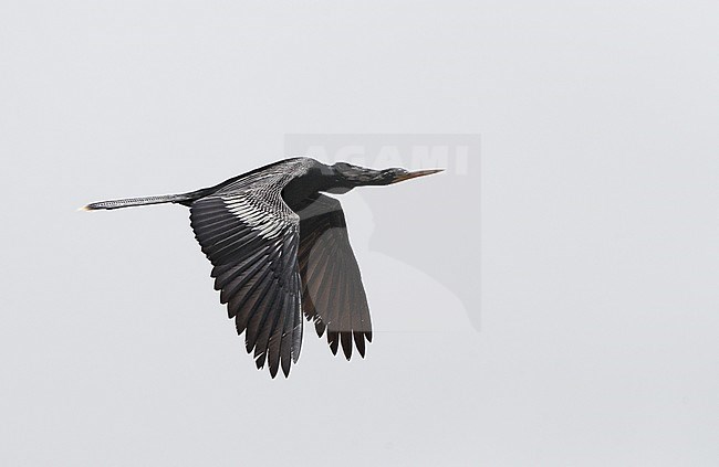 Anhinga (Anhinga anhinga),  in flight in Florida, USA stock-image by Agami/Helge Sorensen,