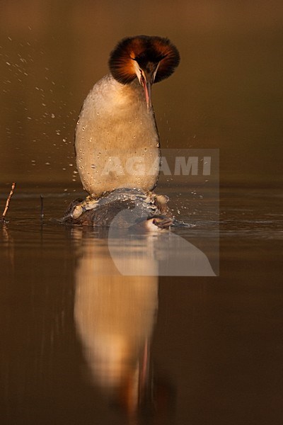 Parende Futen; Mating Great Crested Grebes stock-image by Agami/Menno van Duijn,