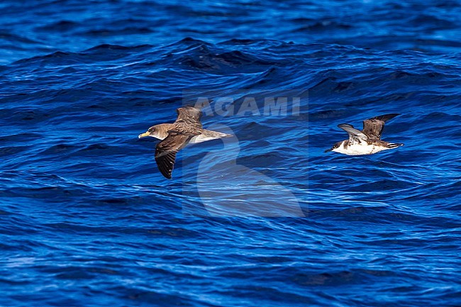 Flying Cory's & Great Shearwaters between Corvo & Flores, Azores. October 2011. stock-image by Agami/Vincent Legrand,