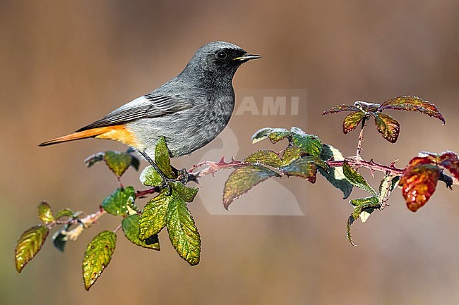 Male Black Redstart (Phoenicurus ochruros gibraltariensis) in Italy. Perched on a branch. stock-image by Agami/Daniele Occhiato,