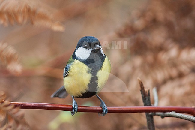 Great Tit - Kohlmeise - Parus major ssp. major, Germany, adult male stock-image by Agami/Ralph Martin,