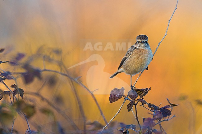 European Stonechat (Saxicola rubicola) in Italy. stock-image by Agami/Daniele Occhiato,