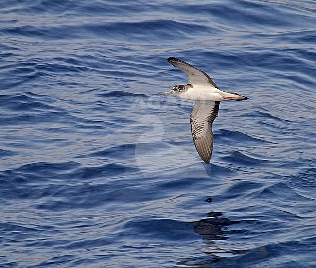 Streaked Shearwater (Calonectris leucomelas) in flight over te sea surface in the Pacific Ocean off Japan. stock-image by Agami/Pete Morris,