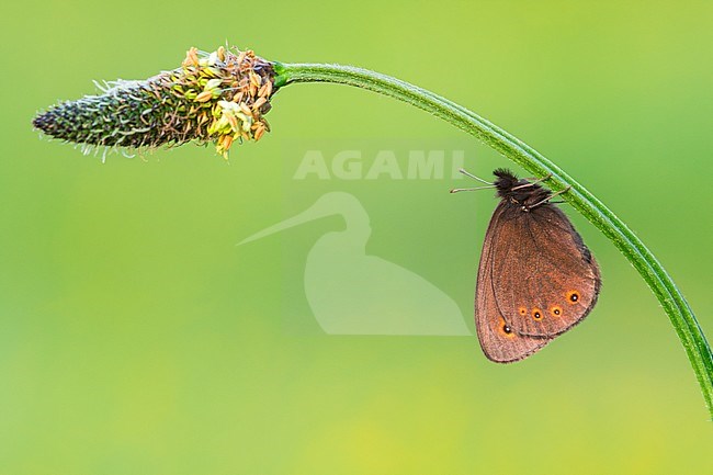 Voorjaarserebia, Woodland Ringlet stock-image by Agami/Wil Leurs,