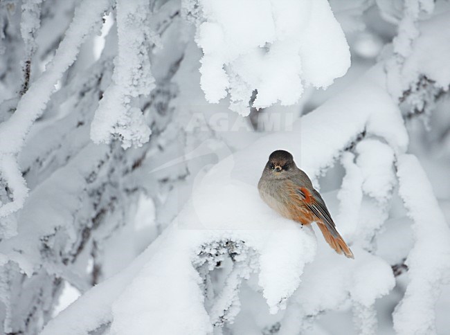 Taigaigaai in boom met sneeuw, Siberian Jay in tree with snow stock-image by Agami/Markus Varesvuo,