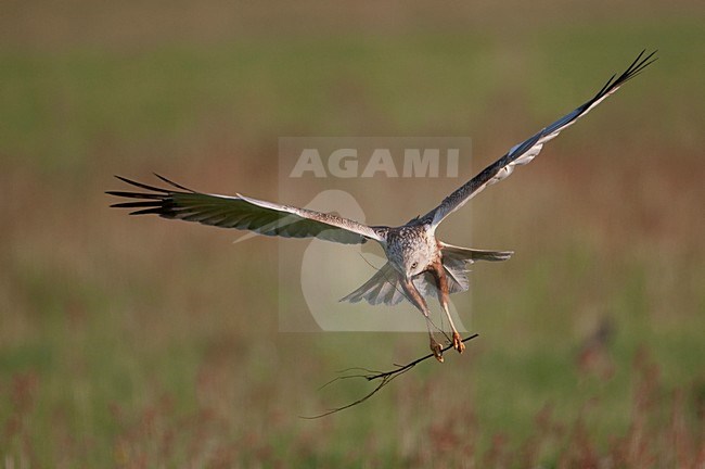 Bruine Kiekendief vliegend met tak; Western Marsh Harrier flying with branch stock-image by Agami/Han Bouwmeester,