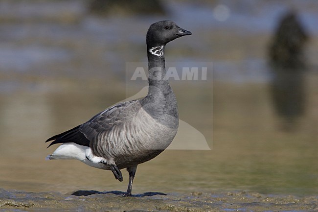 Rotgans; Dark-bellied Brent Goose stock-image by Agami/Arie Ouwerkerk,