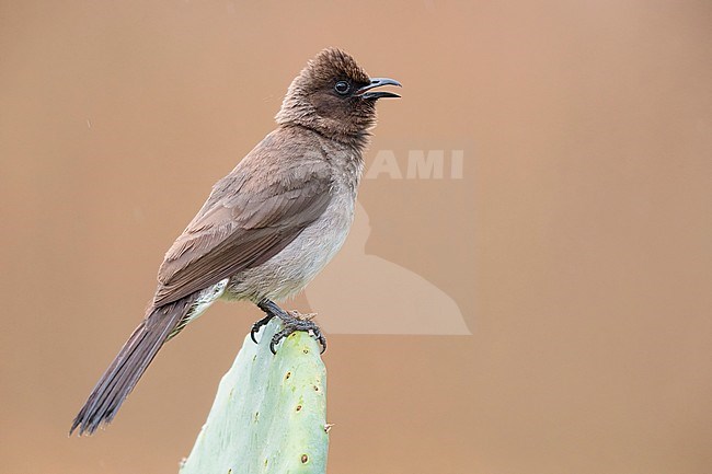 Common bulbul (Pycnonotus barbatus), adult singing from a Barbary Fig stock-image by Agami/Saverio Gatto,