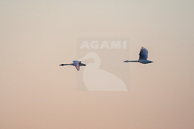 Pair of Bewick's Swans (Cygnus bewickii) in flight at sunrise over Starrevaart, the Netherlands, against a stunning purple colored sky. stock-image by Agami/Marc Guyt,