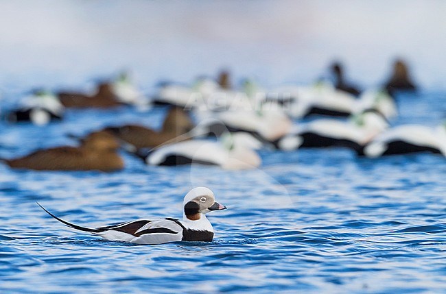 Long-tailed Duck, IJseend, Clangula hyemalis, Norway, adult male, winter stock-image by Agami/Ralph Martin,