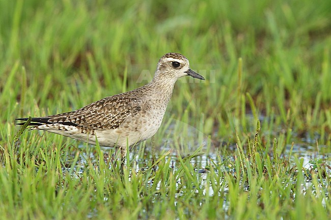 Adult American Golden Plover (Pluvialis dominica) in nonbreeding plumage standing in wetland area at Galveston County, Texas, United States. April 2016. stock-image by Agami/Brian E Small,