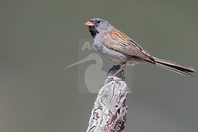 Black-chinned Sparrow (Spizella atrogularis) in North-America. stock-image by Agami/Dubi Shapiro,