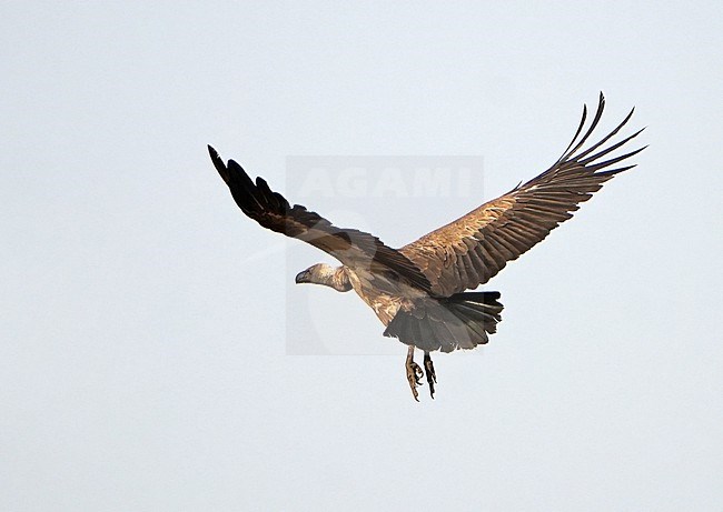 Endangered White-backed Vulture (Gyps africanus) in flight. stock-image by Agami/Dani Lopez-Velasco,