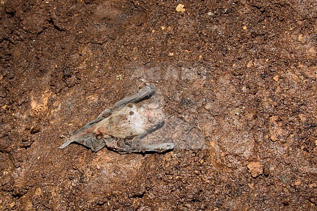 Jonge dode vale vleermuis, Young dead Greater Mouse-Eared Bat stock-image by Agami/Theo Douma,