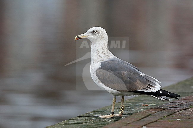 Kleine Mantelmeeuw met ring; ringed Lesser Black-backed Gull; stock-image by Agami/Chris van Rijswijk,