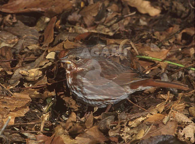 Sooty Fox Sparrow (Passerella unalaschcensis) stock-image by Agami/Mike Danzenbaker,
