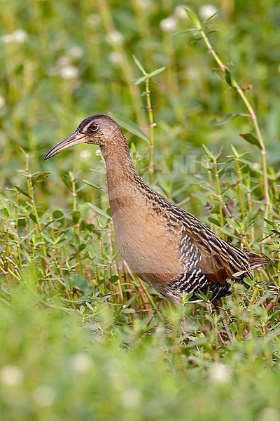 Adult
Brazoria Co., TX
April 2011 stock-image by Agami/Brian E Small,