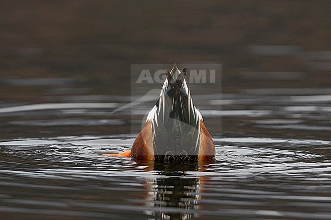 An adult Northern Shoveler (Spatula clypeata) is dabbling in shallow waters stock-image by Agami/Mathias Putze,