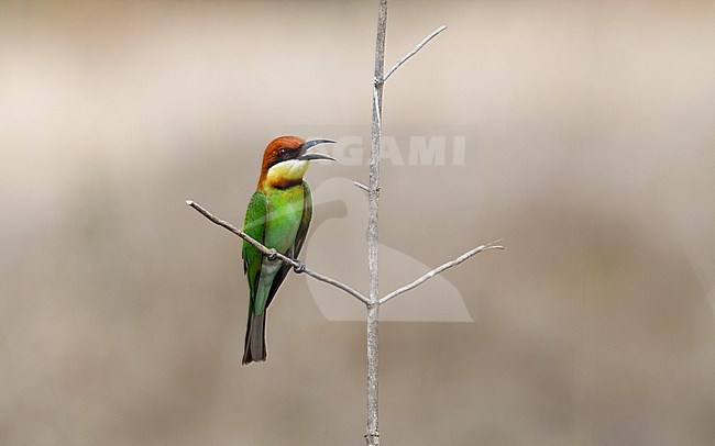 Adult Chestnut-headed Bee-eater (Merops leschenaulti) perched on a branch at Khao Yai, Thailand stock-image by Agami/Helge Sorensen,