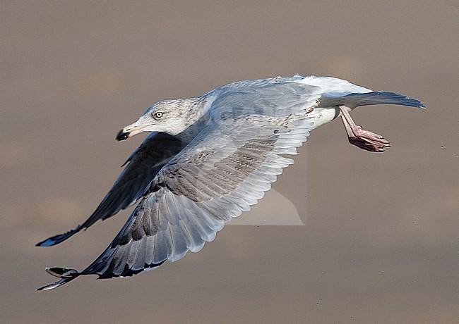 Third-winter European Herring Gull (Larus argentatus) in Katwijk in the Netherlands. Side view of bird flying in front of coastal dunes. stock-image by Agami/Marc Guyt,