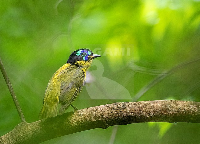 Male Schlegel's Asity (Philepitta schlegeli) perched in dark understory of lowland forest of Ankarafantsika National Park in Madagascar. stock-image by Agami/Marc Guyt,