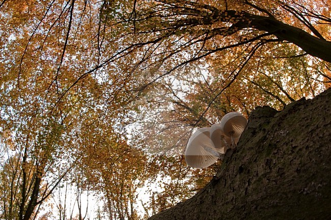 Porseleinzwam op boomstronk; Porcelain Mushroom on tree trunc stock-image by Agami/Han Bouwmeester,