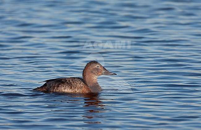 Adult winter female Common Pochard (Aythya ferina) during late winter swimming in the freshwater lake Starrevaart near Leidschendam in the Netherland. stock-image by Agami/Marc Guyt,