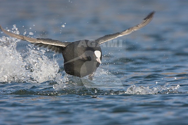 Meerkoet vechtend, Eurasian Coot fighting stock-image by Agami/Ran Schols,