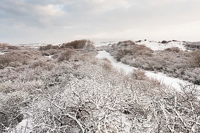 Hiking path through snow-covered dunes at Nationaal Park Hollandse Duinen stock-image by Agami/Marc Guyt,