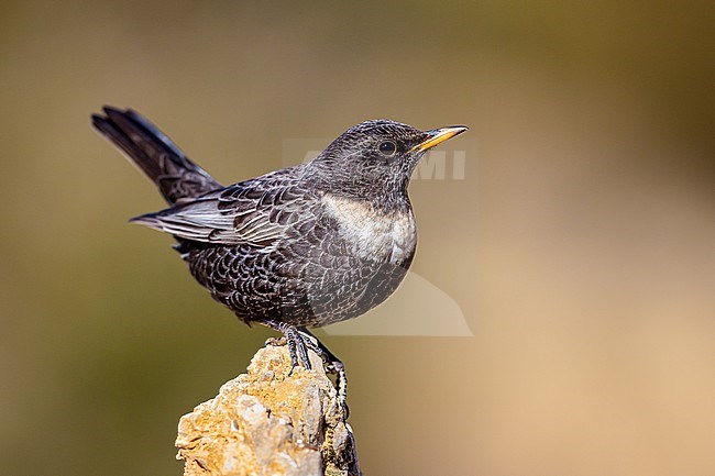Male Ring Ouzel stock-image by Agami/Onno Wildschut,