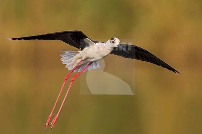 Steltkluut in vlucht; Black-winged Stilt in flight stock-image by Agami/Daniele Occhiato,