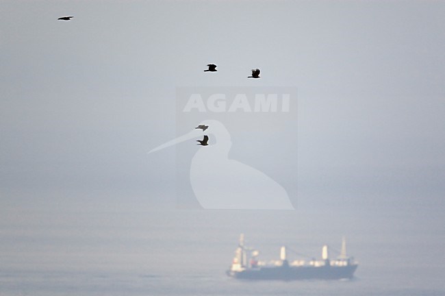 Zwarte Wouw groep vliegend; Black Kite group flying stock-image by Agami/Markus Varesvuo,